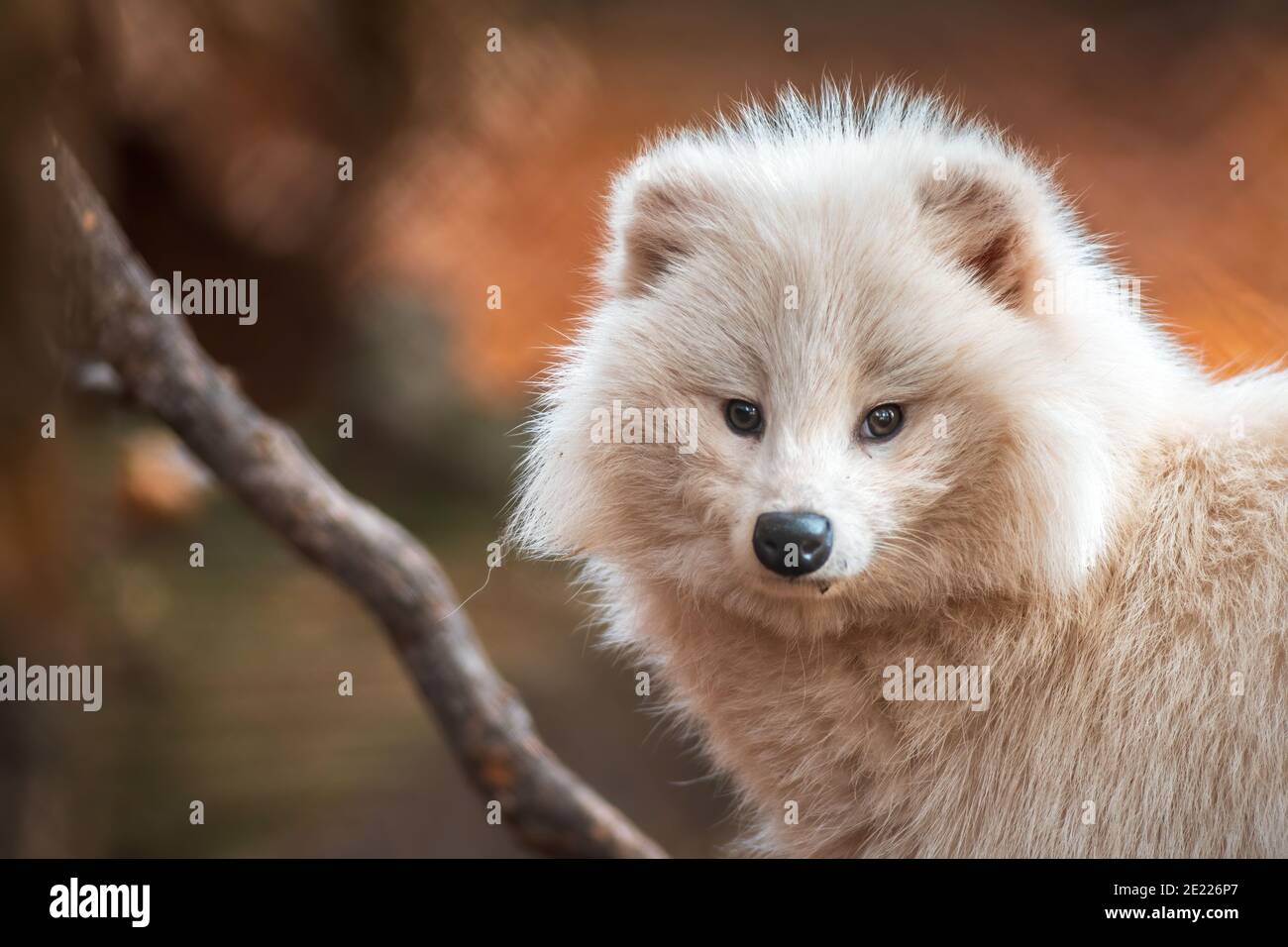 Un giovane cane bianco da raccoon nello Zoo Koethen Sassonia Anhalt Germania Foto Stock