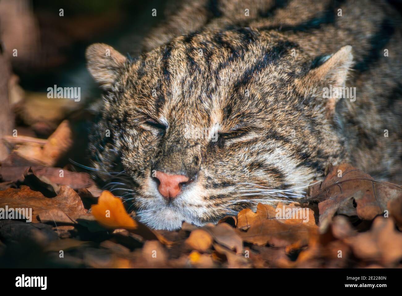 Un ritratto di un gatto da pesca dormiente (Prionailurus viverrinus) nello zoo koethen, sassonia anhalt, germania Foto Stock