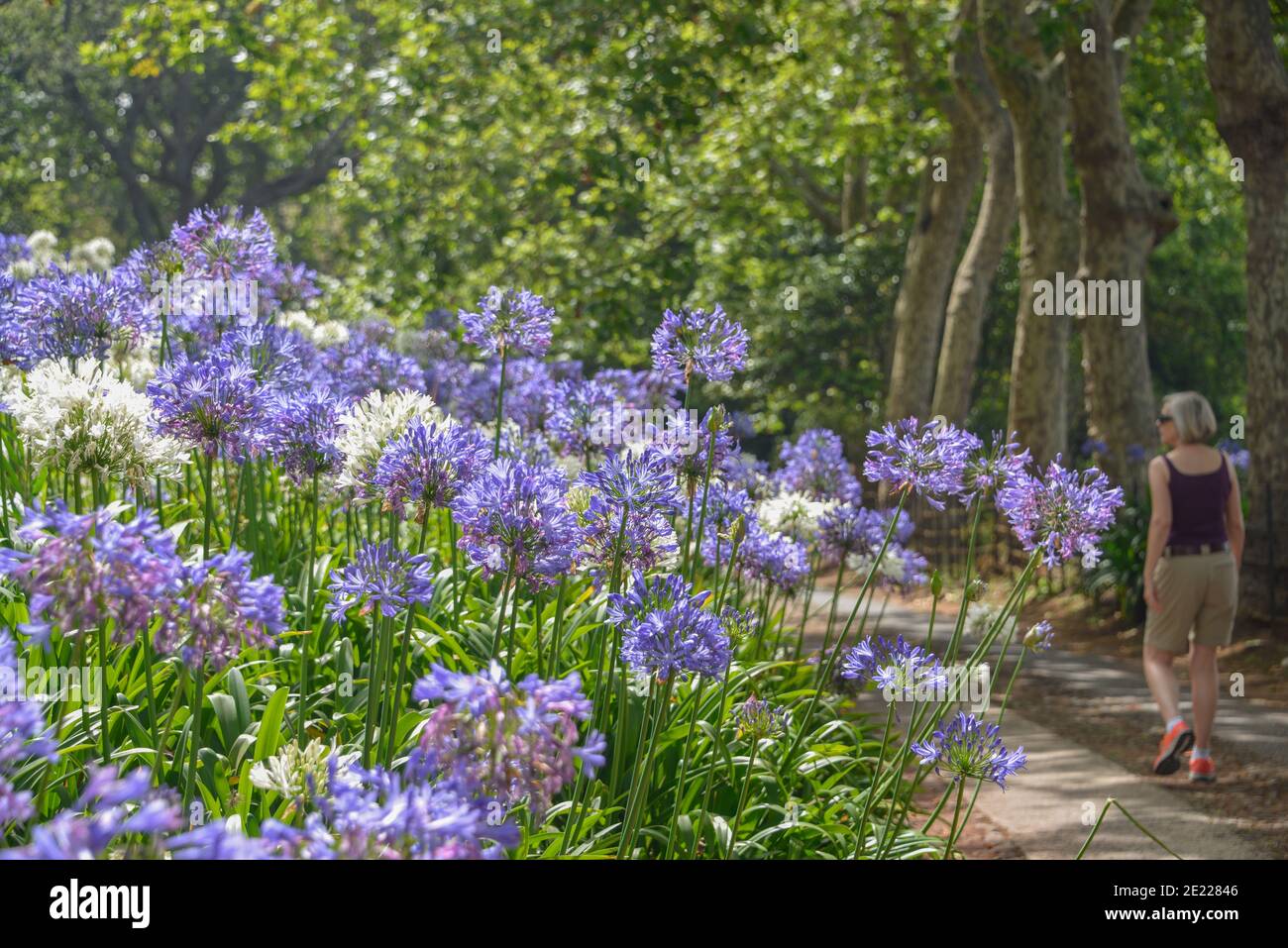 Blaue Agapanthus liliacee, Botanischer Garten, Quinta do Palheiro, Funchal, Madeira, Portogallo Foto Stock