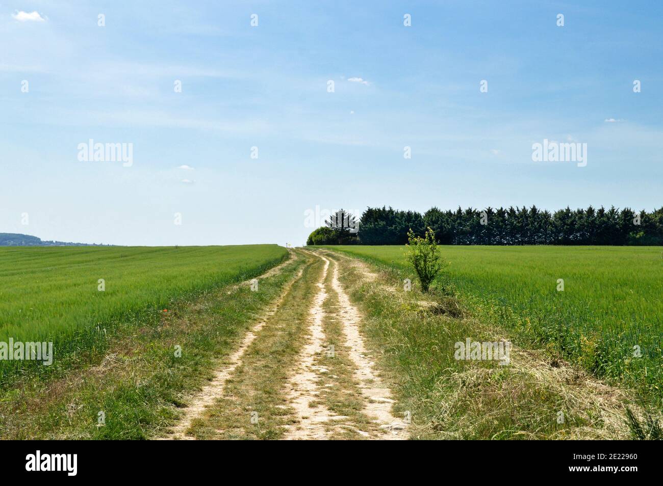 Bella campagna paesaggio sotto un cielo blu durante la primavera. Con un campo di grano. Foto Stock