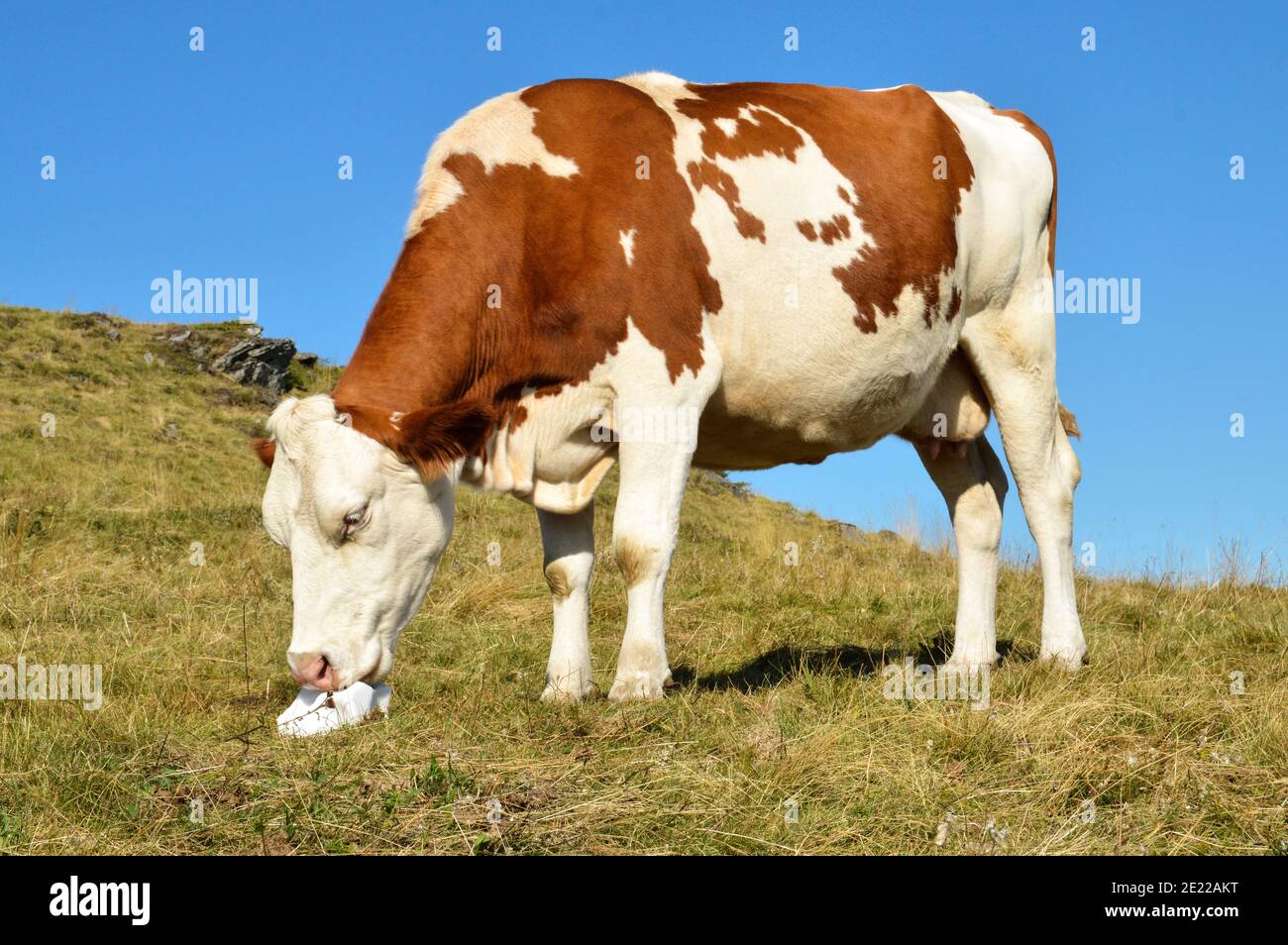 Mucca da latte di Montbeliarde in un campo che leccano una pietra di sale. Foto Stock