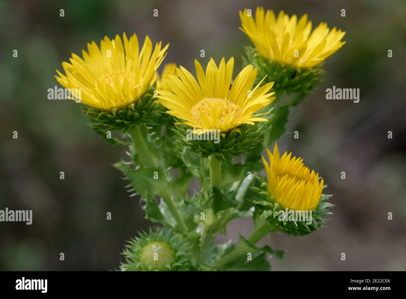Sega-foglia Daisy Foto Stock