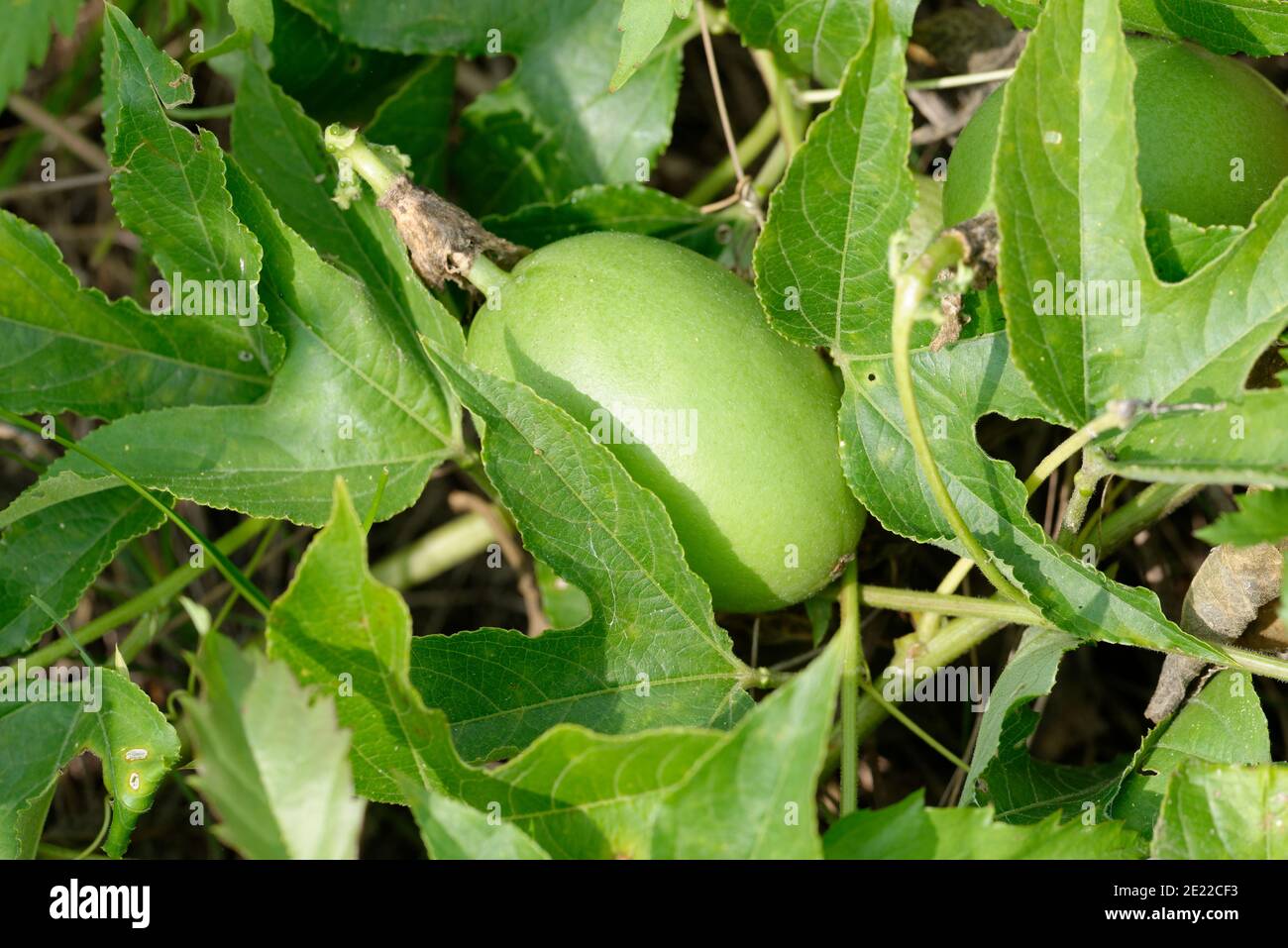 Passiflora viola Foto Stock