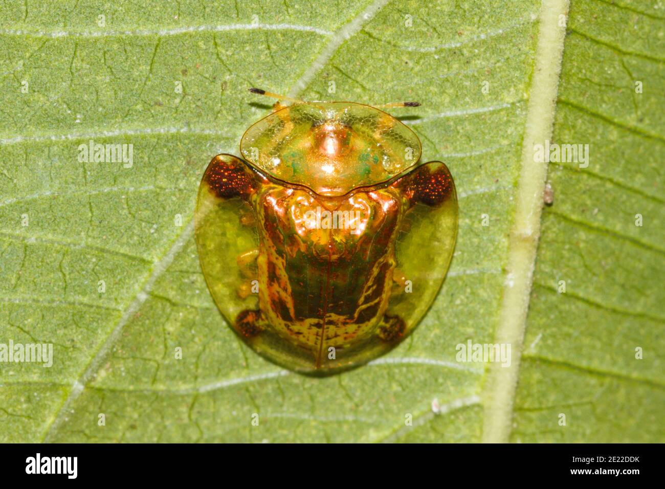Beetle tartaruga dorata (Aspidimorfa sanctaecrucis) stretto di Lembeh, Sulawesi del Nord, Indonesia Foto Stock