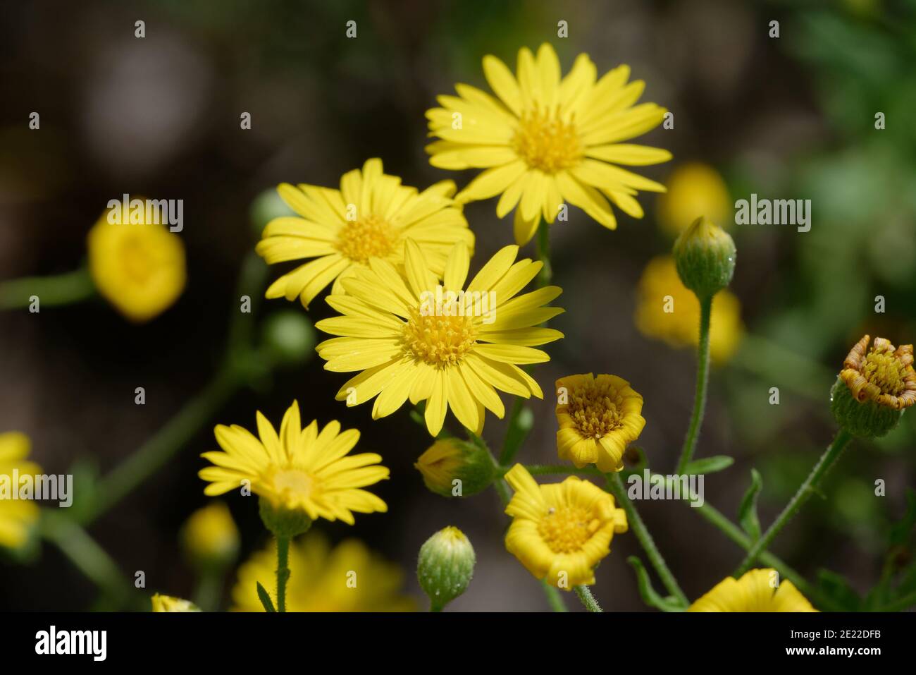 Falso Goldenaster Foto Stock