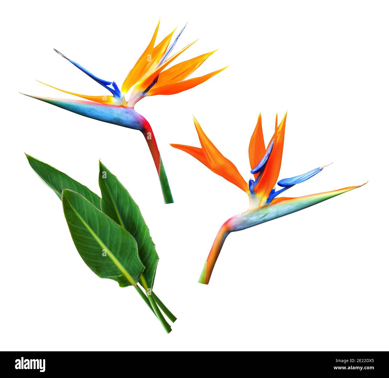 Fiore e foglie di strelitzia o uccello di paradiso isolato su sfondo bianco. Foto Stock
