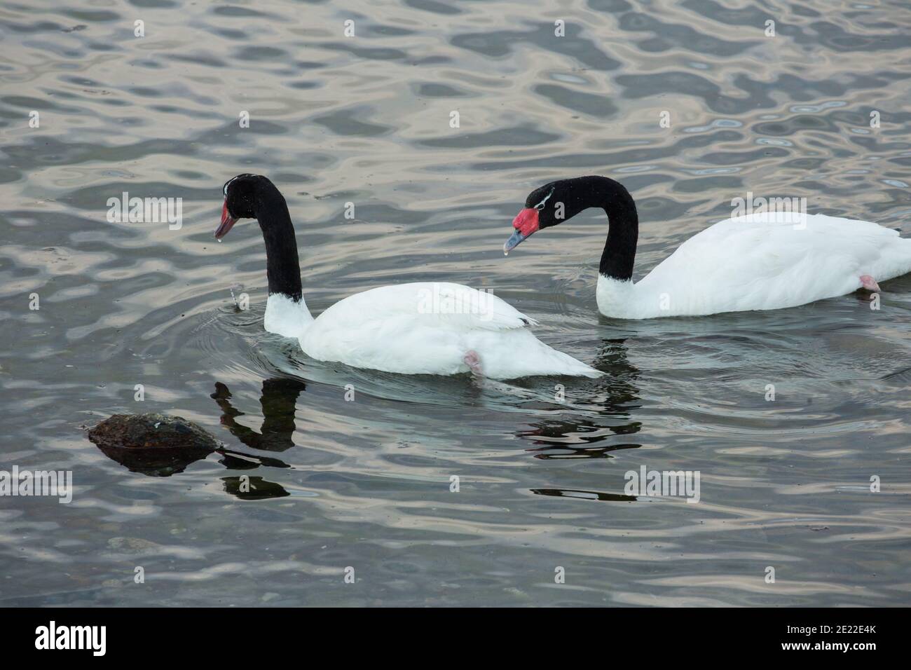 Cigni dal collo nero (cygnus melancoryphus) nel Golfo Almirante Montt / ultima speranza Sound a Puerto Natales, Patagonia, Cile, Sud America Foto Stock