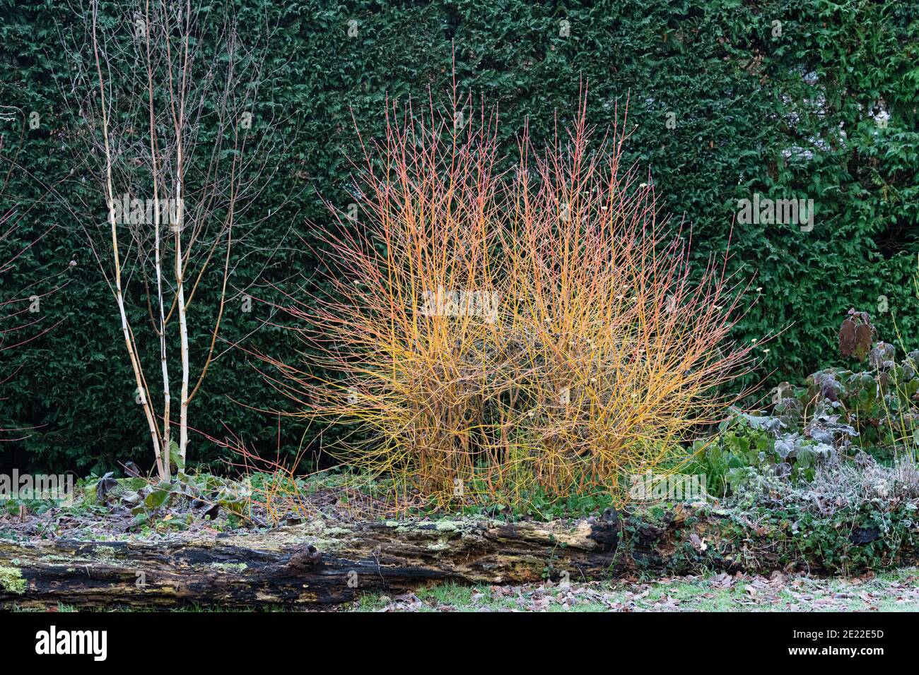 dogwood fuoco di metà inverno in un ambiente di confine con una betulla argento in un giardino di campagna inglese Foto Stock