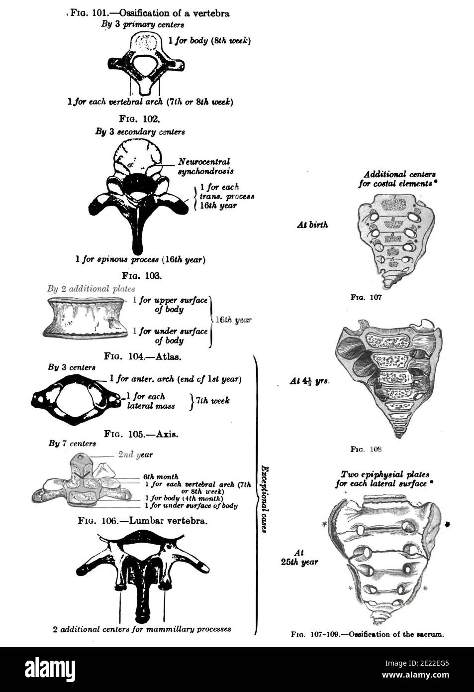 Disegno anatomico verticale e testo del sacro, del 19 ° secolo Foto Stock