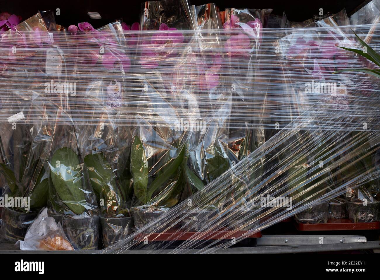 fiori recisi avvolti alla rinfusa Foto Stock