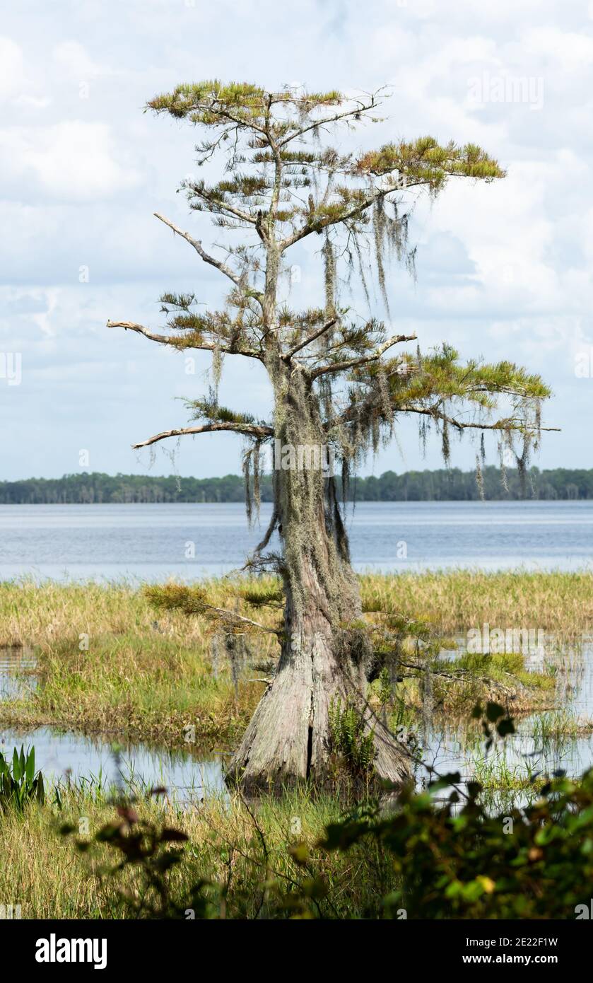 Un cipresso baldo solitario si trova tra il lago e. Le zone umide poco profonde in una bella giornata in Florida Foto Stock