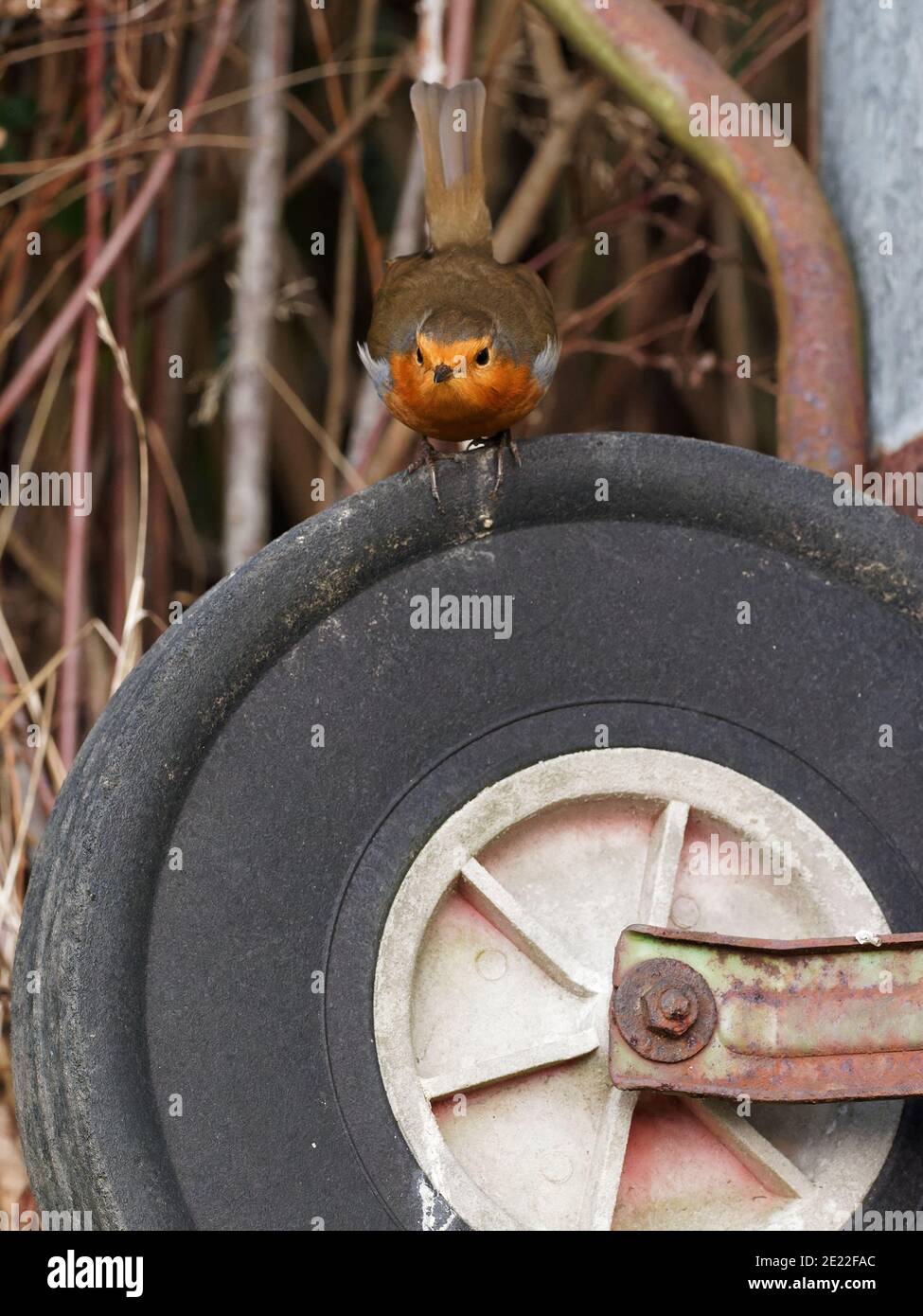 Un Robin europeo (Erithacus rufecula) alla ricerca di cibo in un giardino rurale a Wakefield, West Yorkshire in una fredda mattina d'inverno. Foto Stock