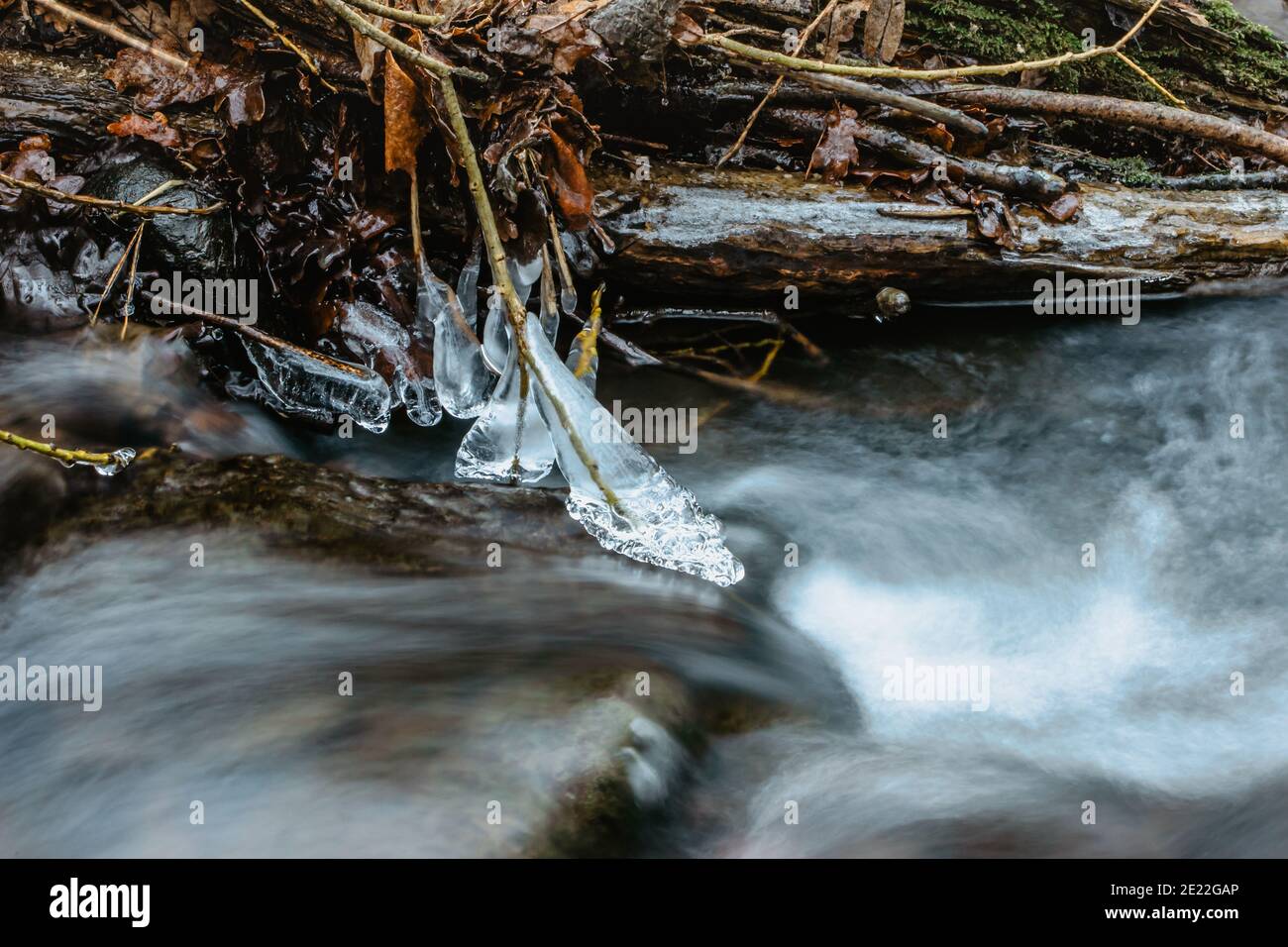 Primo piano di icicles vicino al ruscello selvaggio.Snowy scenario invernale.Icicle in natura ghiaccio background.freddo scivoloso tempo stagionale. Fila di ghiaccioli gelidi. Foto Stock