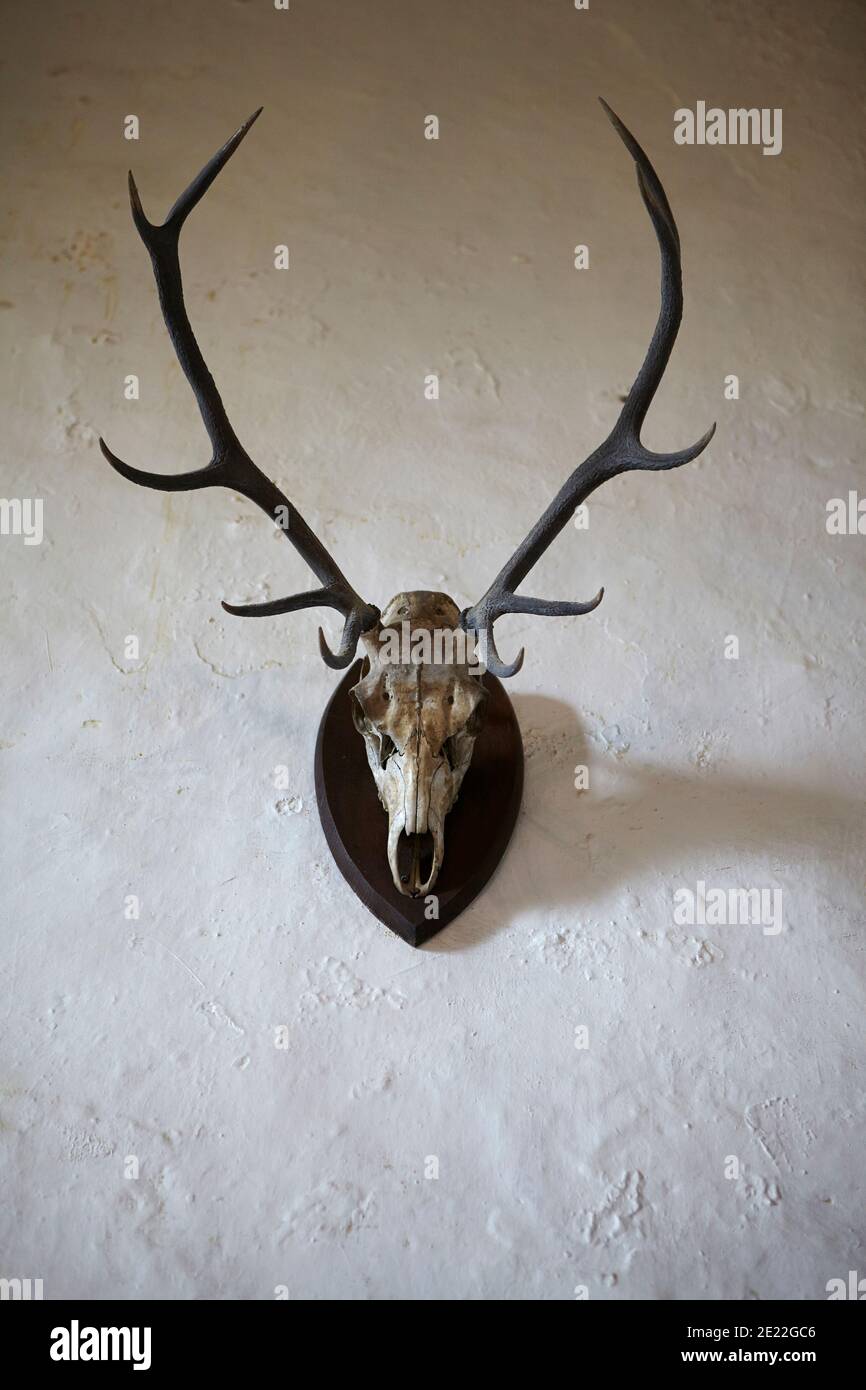 cranio stag montato a parete Foto Stock