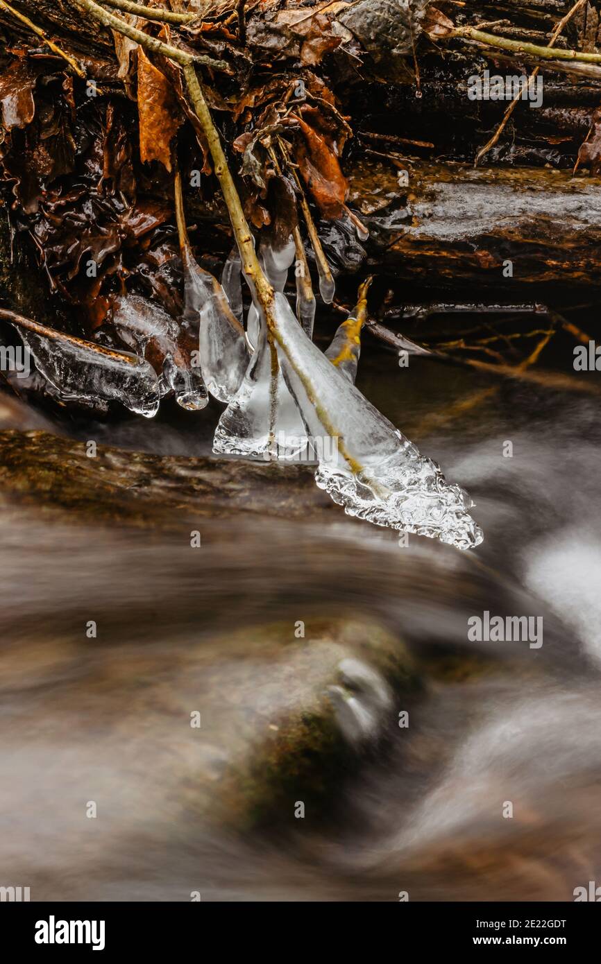 Primo piano di icicles vicino al ruscello selvaggio.Snowy scenario invernale.Icicle in natura ghiaccio background.freddo scivoloso tempo stagionale. Fila di ghiaccioli gelidi. Foto Stock
