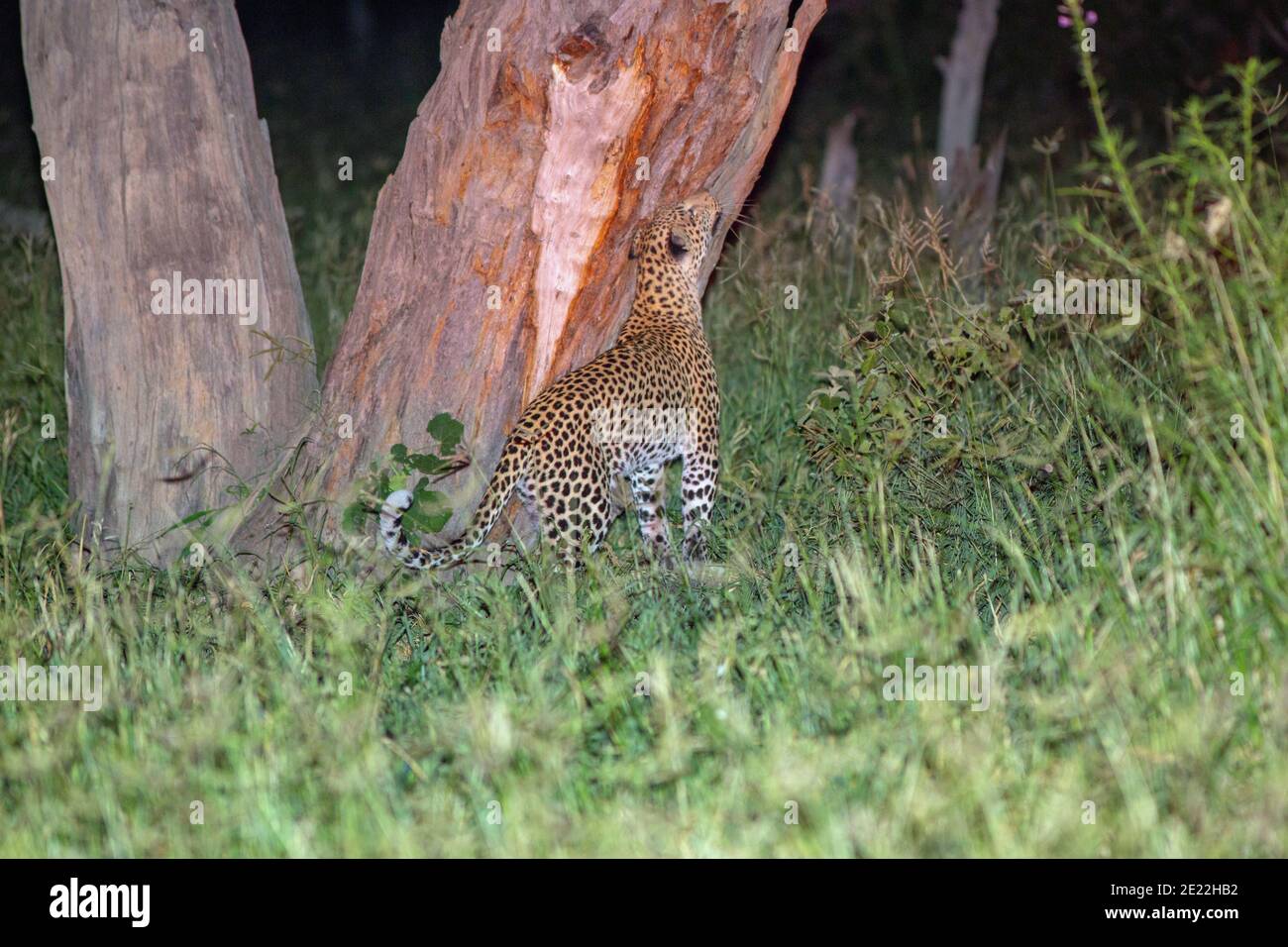 Leopardo (Panthera pardus) strofinando la ghiandola di guancia contro il tronco di albero che registra la presenza ad altri. Notturno. Utilizzo della luce spot proveniente da un veicolo. Botswana. Foto Stock