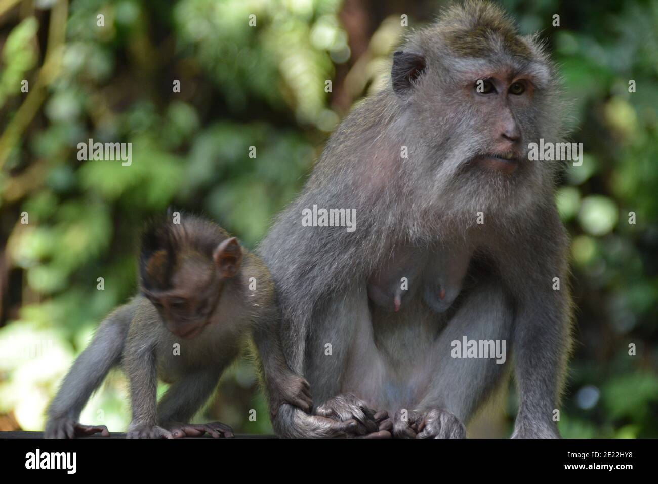 Le scimmie stavano giocando. Si tratta di una popolazione di macachi selvatici nella Foresta delle scimmie Sacre a Ubud Bali. Foto Stock