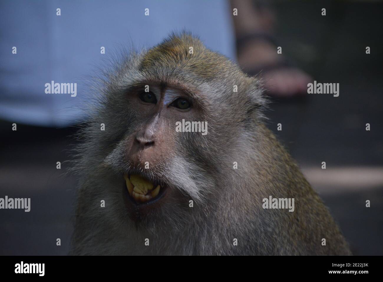 Una scimmia macaque selvaggia nel peeling e mangiare un piccolo mazzo di banane mature nella Foresta delle scimmie Sacra a Ubud Bali. Foto Stock