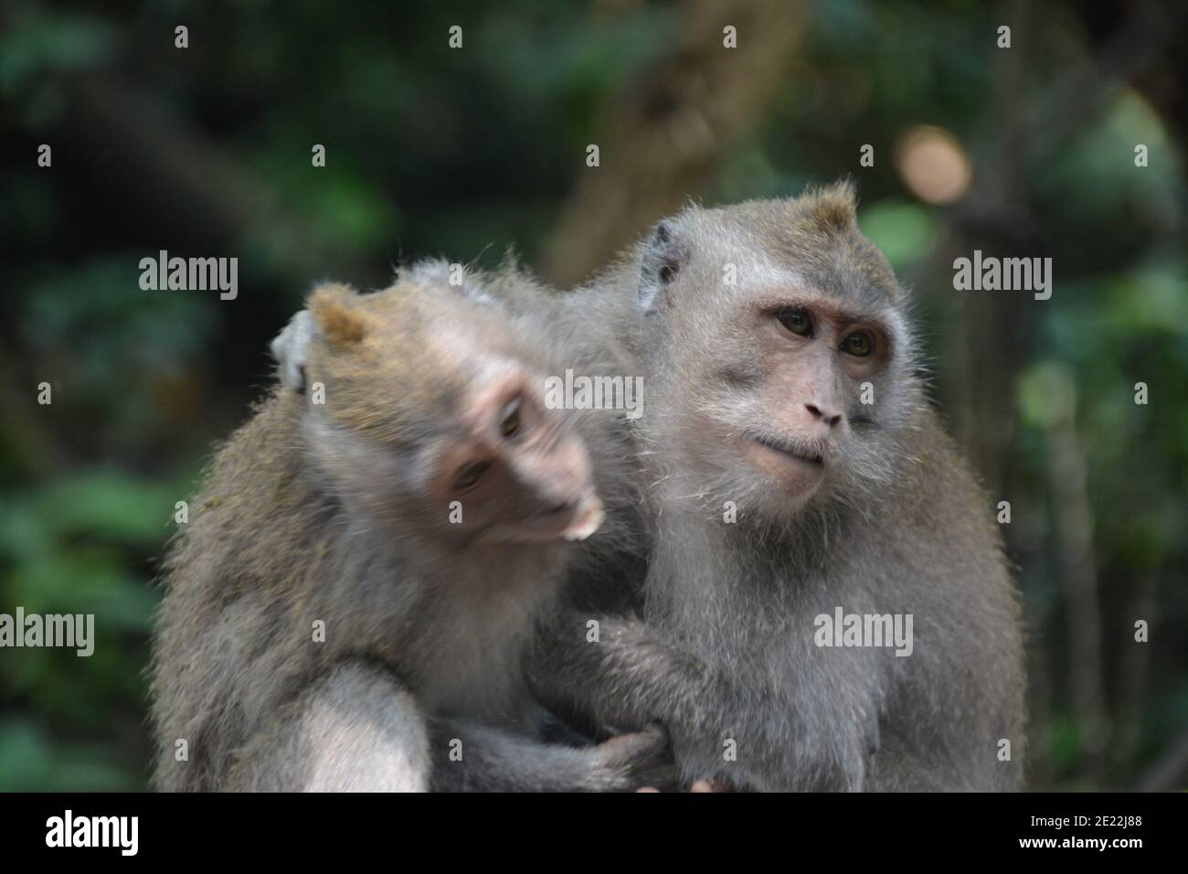 Le scimmie stavano giocando. Si tratta di una popolazione di macachi selvatici nella Foresta delle scimmie Sacre a Ubud Bali. Foto Stock