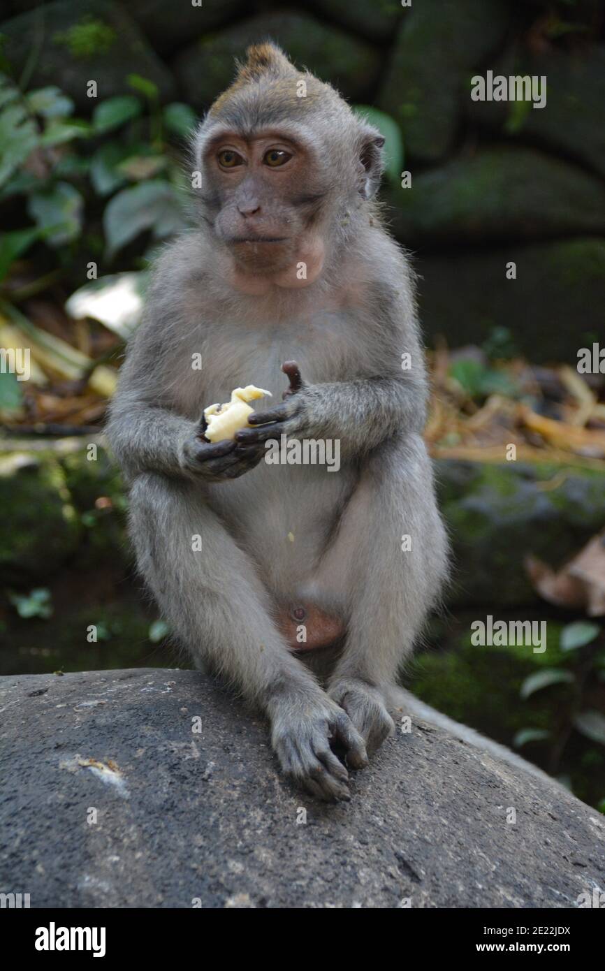 Una scimmia macaque selvaggia nel peeling e mangiare un piccolo mazzo di banane mature nella Foresta delle scimmie Sacra a Ubud Bali. Foto Stock