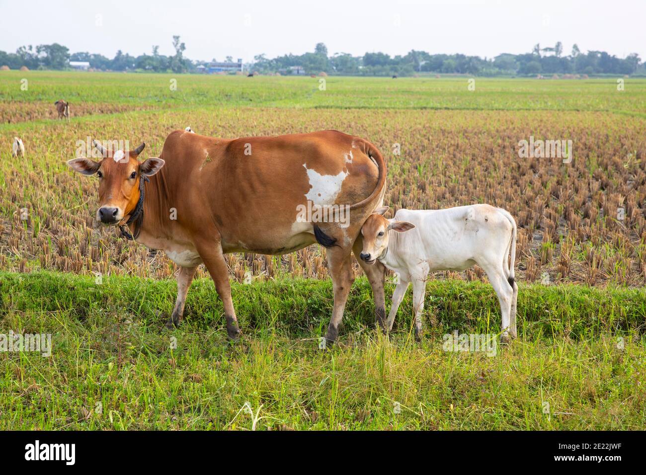 Madre mucca e vitello Foto Stock