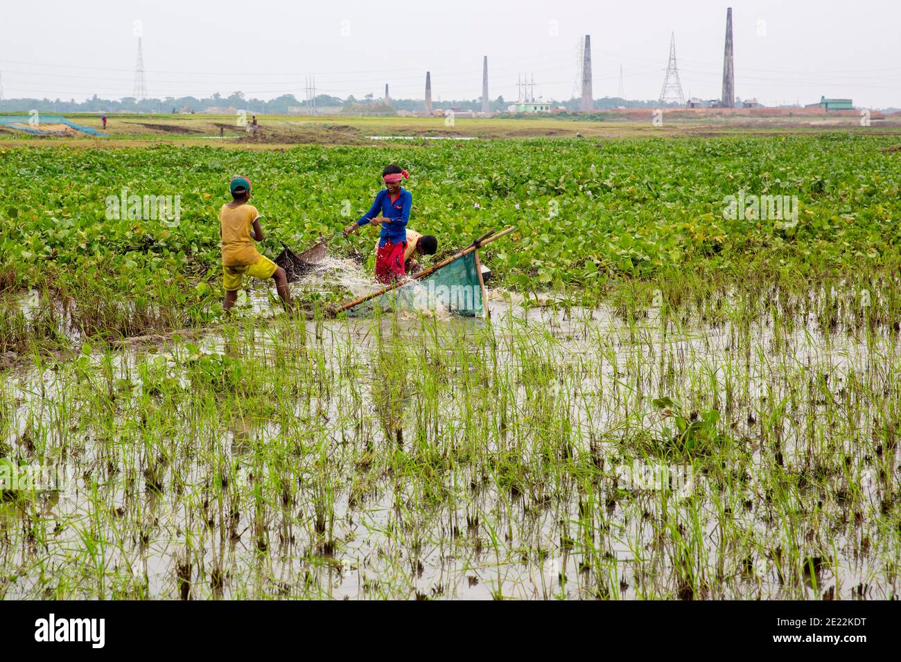 Ragazzi rurali che pescano il pesce dal campo di risaie bagnato, Brahmanbaria, Chittagong, Bangladesh. Foto Stock