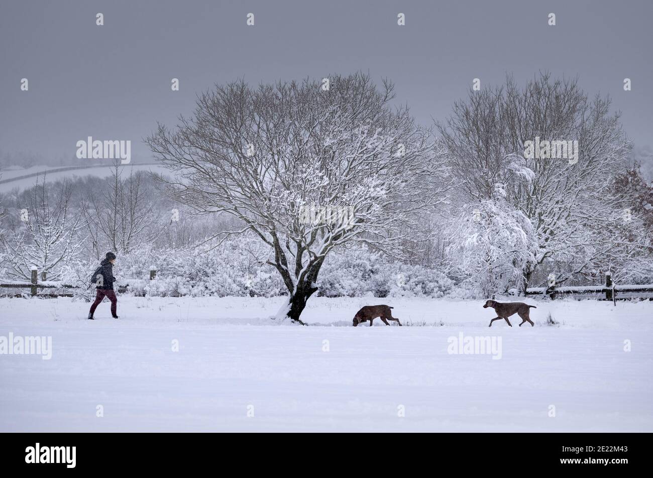 Esercizio invernale all'aperto / attività. Donna e cane puntatore che camminano nella neve profonda Foto Stock