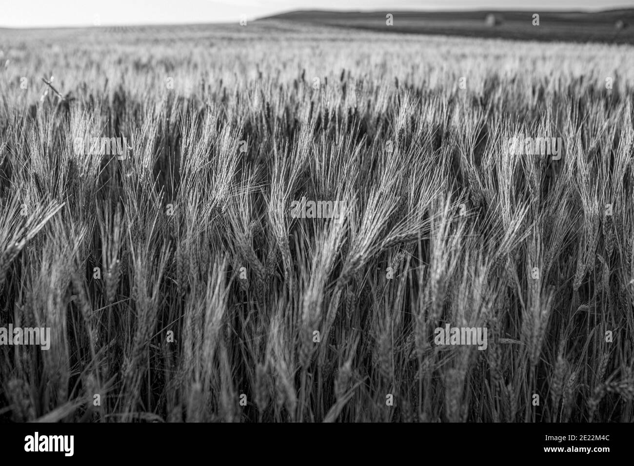 North Dakota Agricoltura Foto Stock