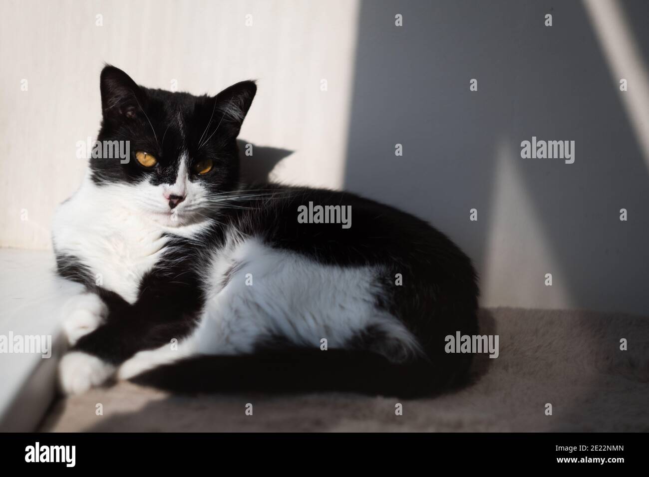 Divertente cute nero e bianco Tuxedo gatto sdraiato in sole su morbida coperta vicino alla finestra sul davanzale e guardando alla telecamera Foto Stock