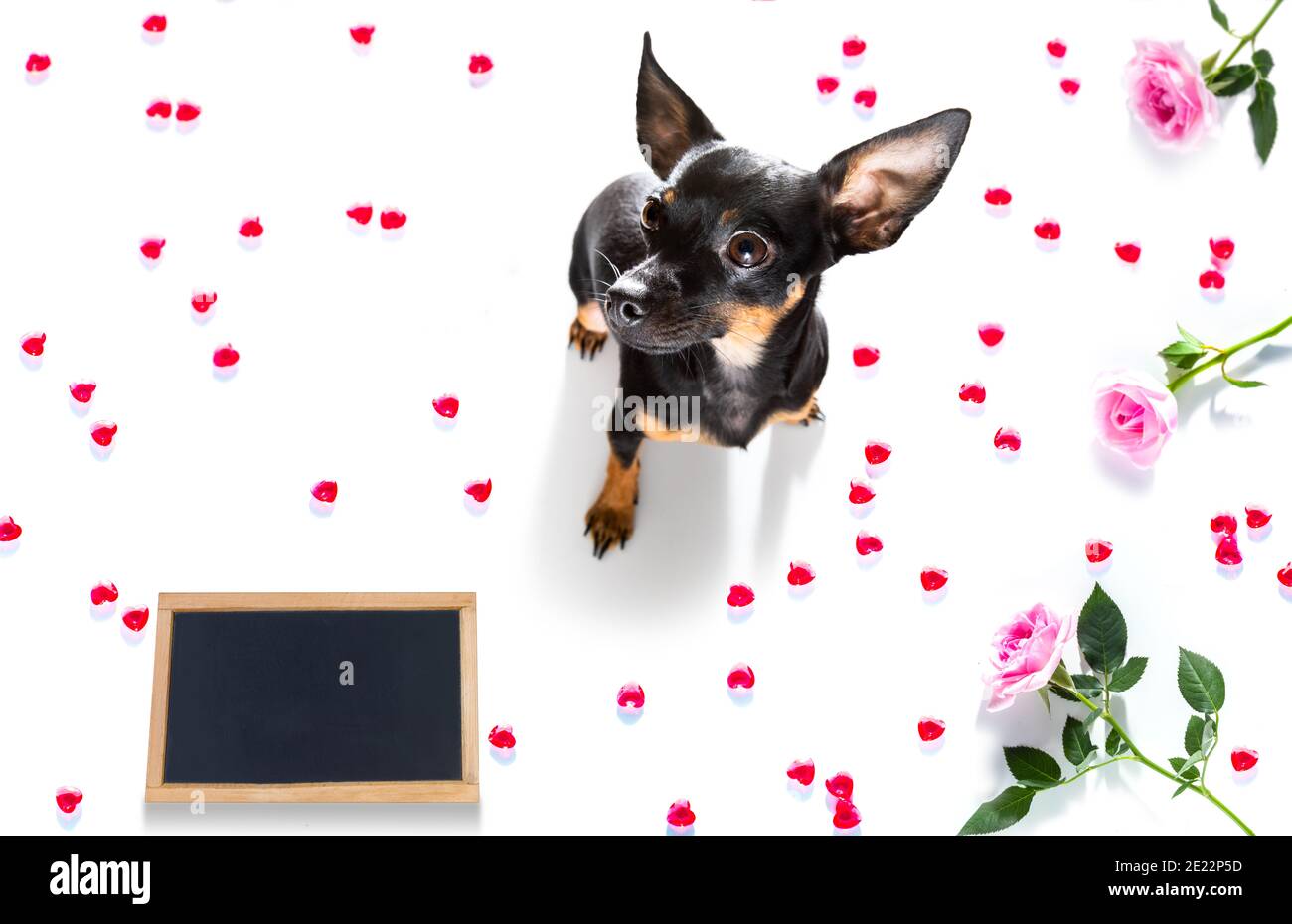 praga ratter cane su valentine amore cuore forma con i l'amore che firmate come sfondo isolato su bianco Foto Stock