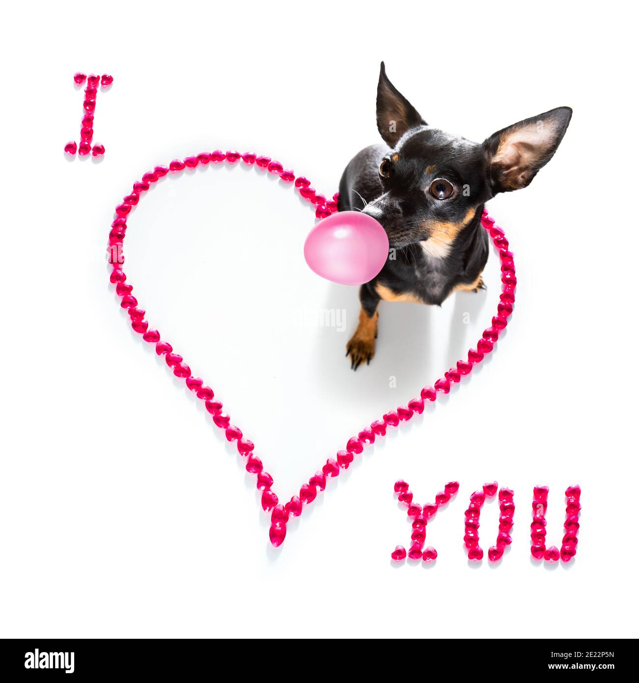 praga ratter cane su valentine amore cuore forma con i l'amore che firmate come sfondo isolato su bianco Foto Stock