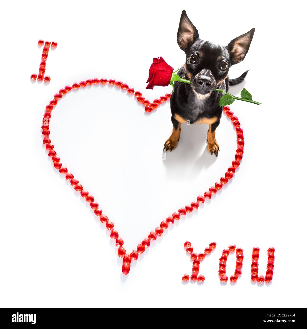 praga ratter cane su valentine amore cuore forma con i l'amore che firmate come sfondo isolato su bianco Foto Stock