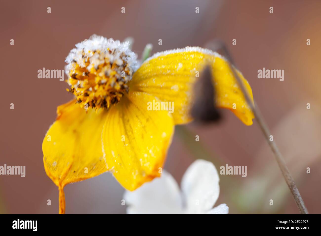 Concetto di bellezza in natura - macro di un gelo ritardato coprendo il fiore giallo dorato Foto Stock