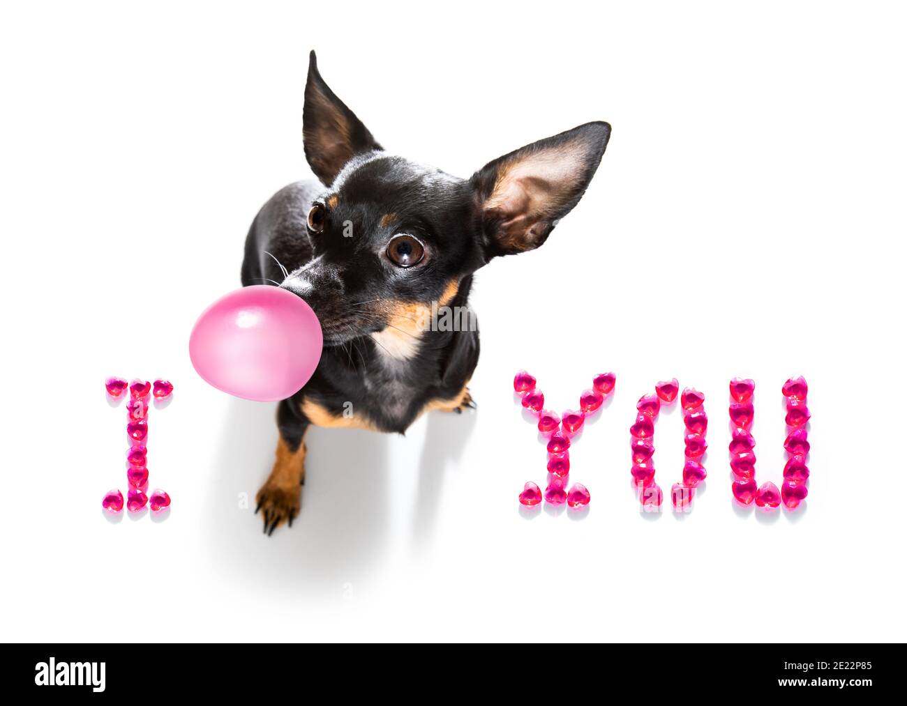 praga ratter cane su valentine amore cuore forma con i l'amore che firmate come sfondo isolato su bianco Foto Stock