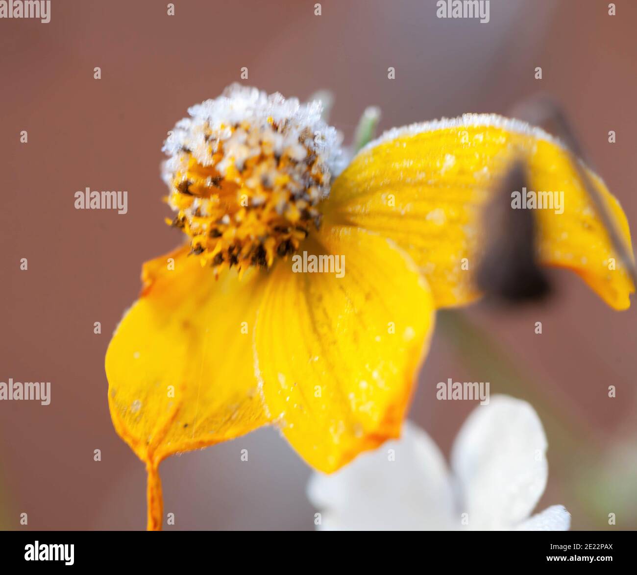 Concetto di bellezza nella natura - macro di un tardo inverno gelo coprente testa di fiore giallo dorato Foto Stock