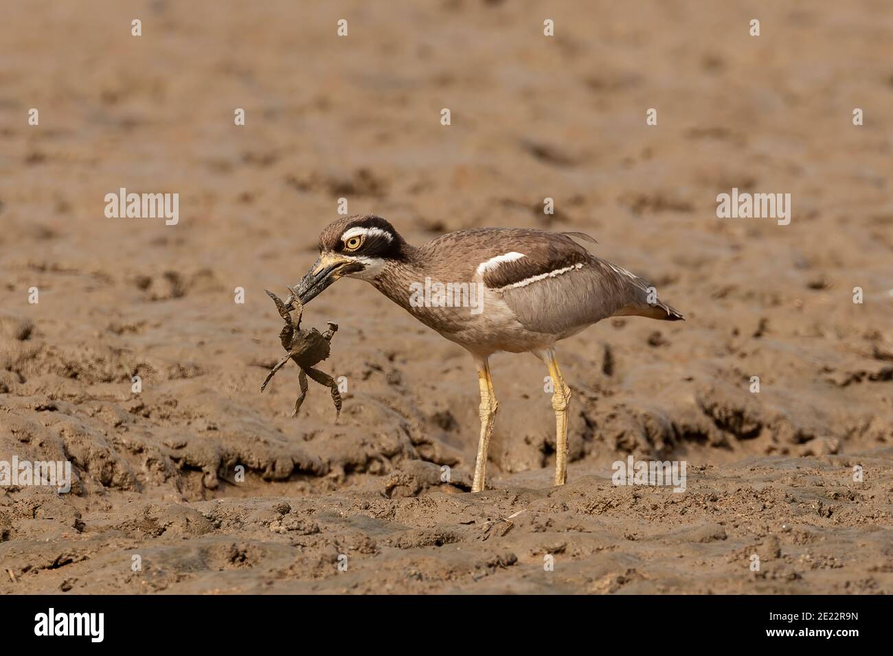 spiaggia di pietra-curlew (Esacus magnirostris) adulto che si nutrono sul granchio, sulla costa dell'Australia Foto Stock