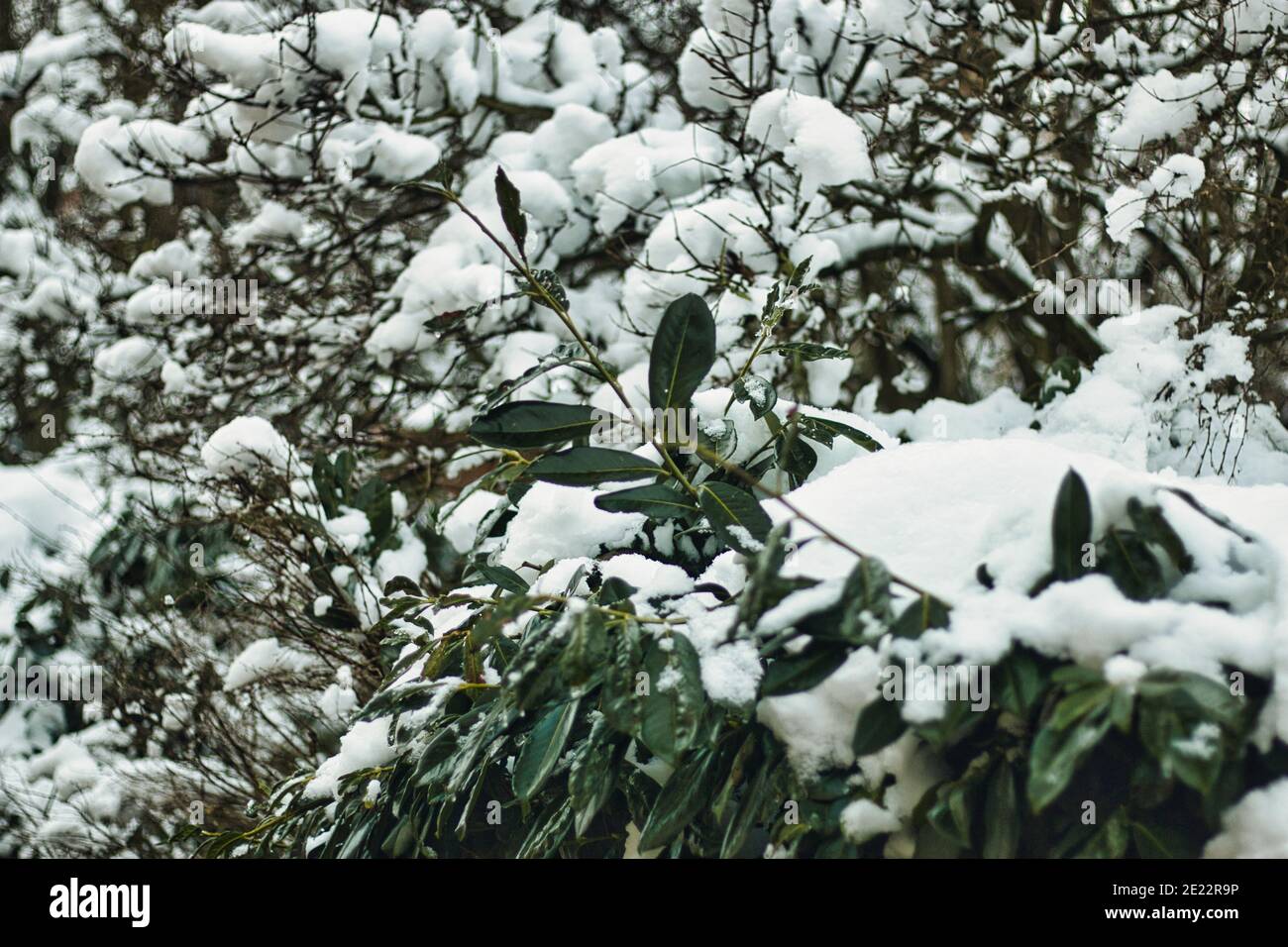 Pruhonice Park sotto la neve Foto Stock