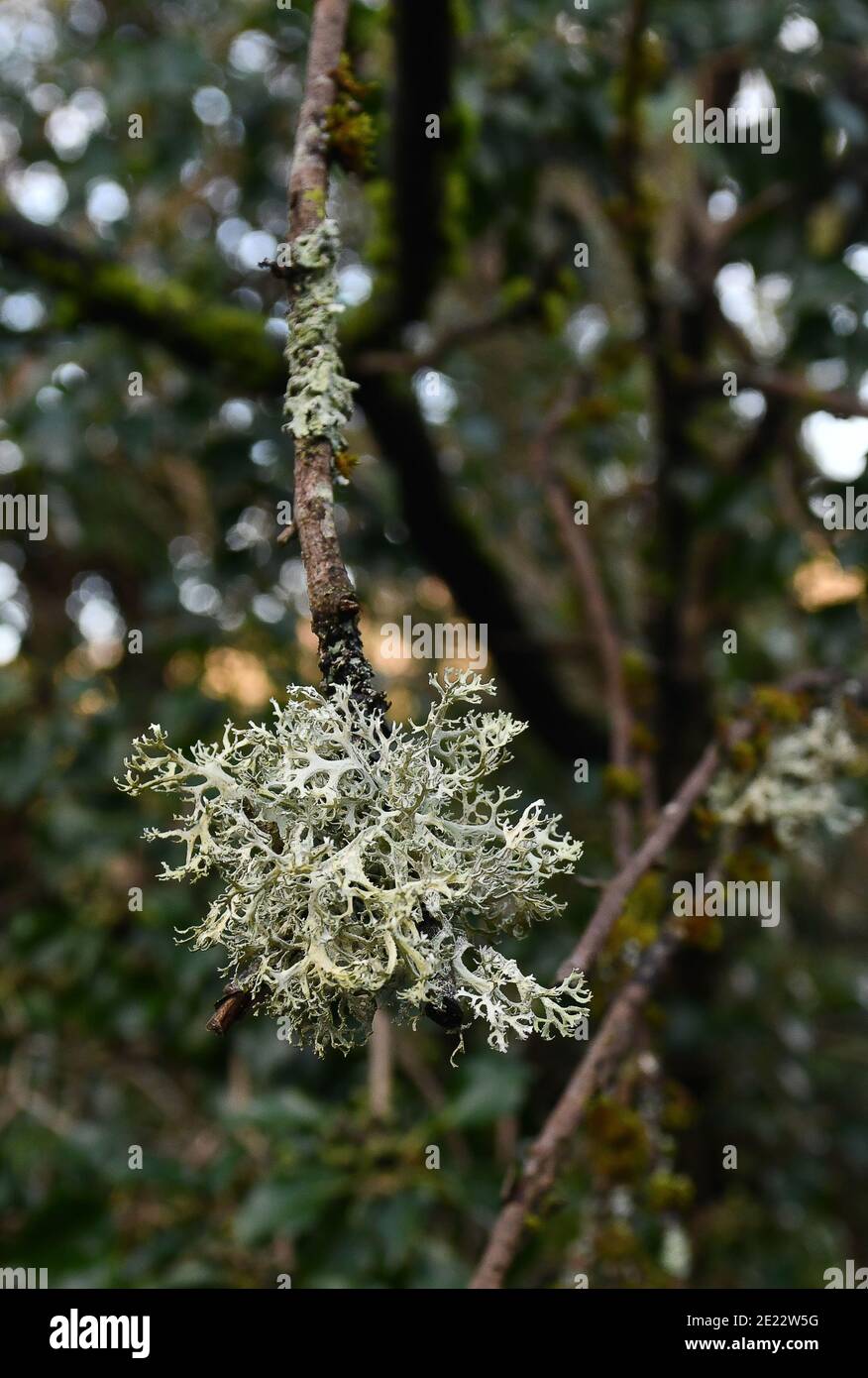 Licheni che crescono sul ramo degli alberi in Inghilterra, Regno Unito Foto Stock