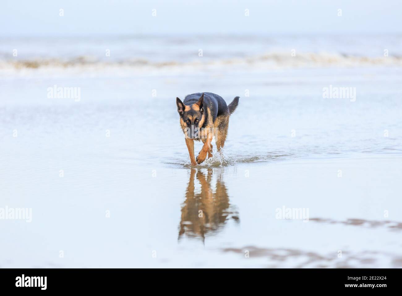 Bella donna Pastore tedesco attento passeggiate attraverso le acque poco profonde con gocce che spruzzano intorno alle gambe con la testa bassa Foto Stock