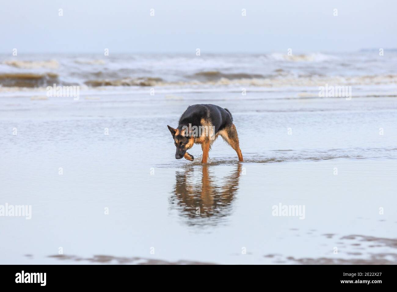 Bella donna Pastore tedesco attento passeggiate attraverso le acque poco profonde con gocce che spruzzano intorno alle gambe con la testa bassa e. scrutinizi Foto Stock