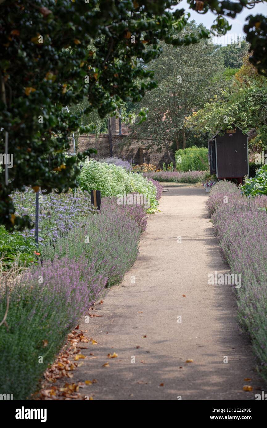 Giardino pathe con siepe di lavanda in piena fioritura visto su entrambi i lati. Foto Stock