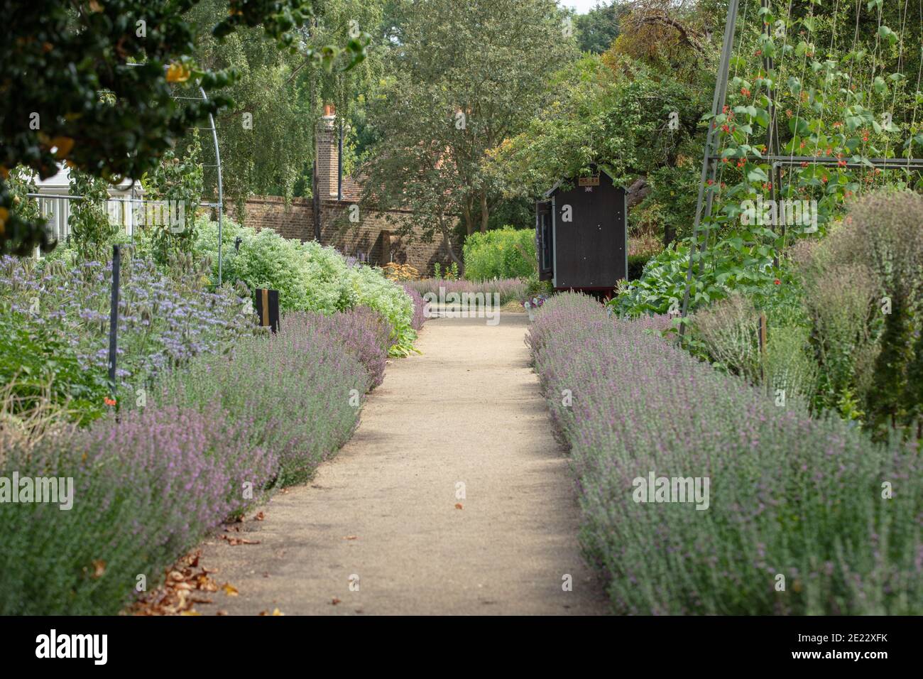 Percorso giardino con siepe lavanda in piena fioritura visto su entrambi i lati. Foto Stock