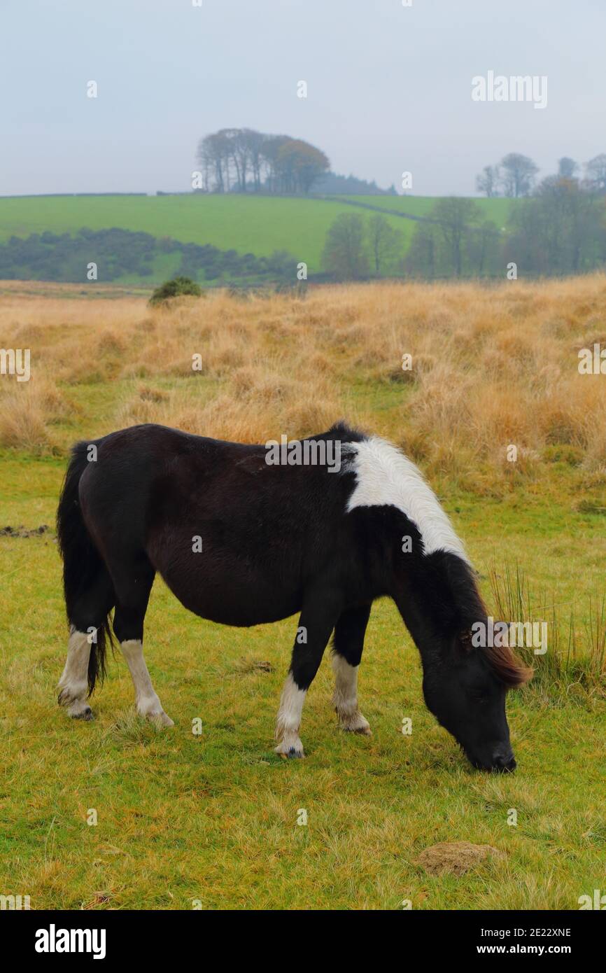 Pascolo di pony selvatico nel Parco Nazionale di Dartmoor, Devon Foto Stock