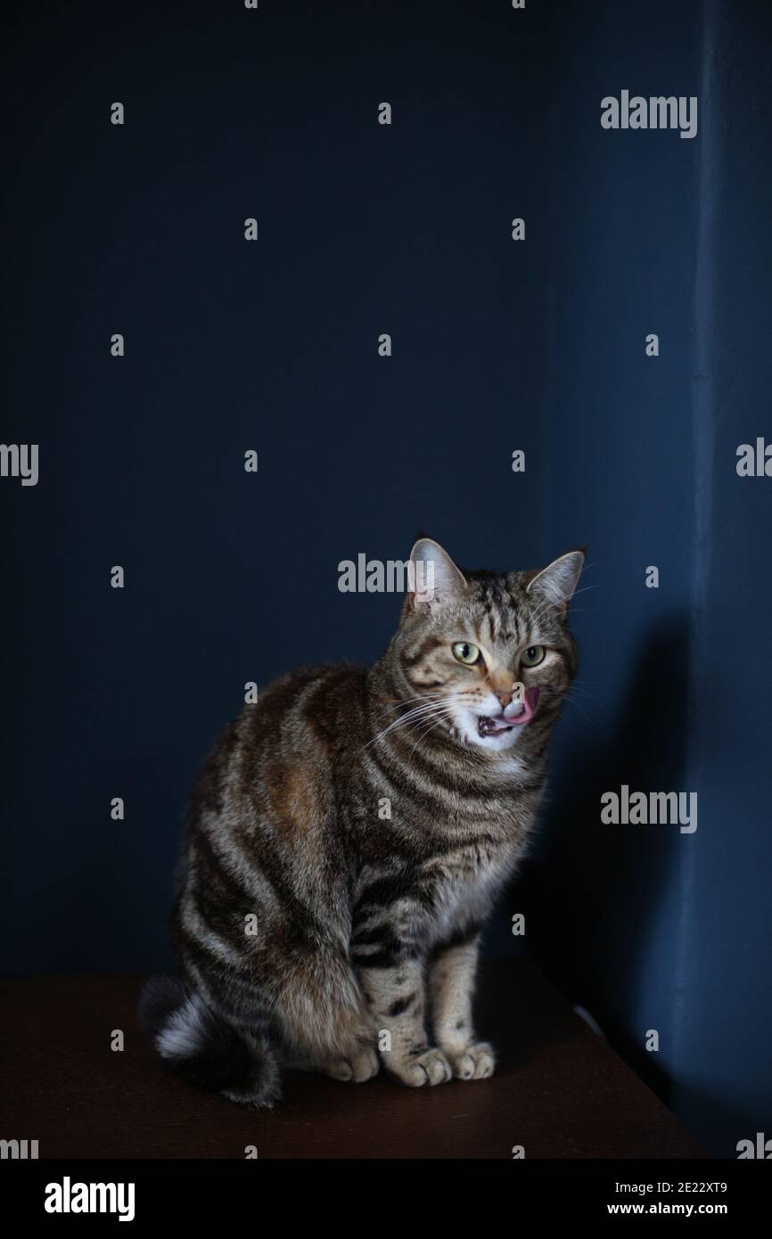 Un gatto Tabby a strisce marrone e nero seduto su un semplice tavolo di  legno contro uno sfondo blu scuro, leccando le labbra Foto stock - Alamy