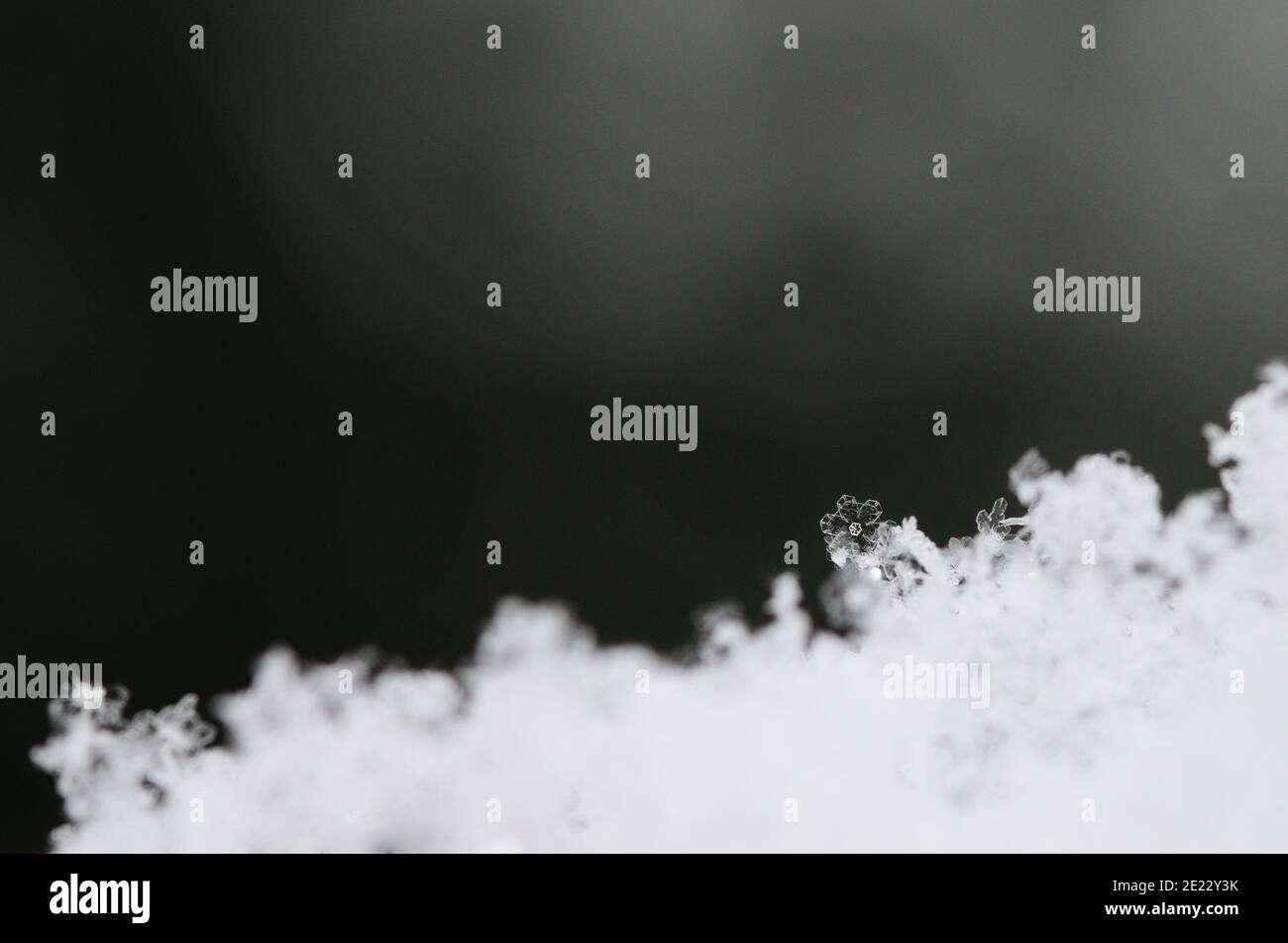 delicato cristallo di neve assomiglia ad un fiore Foto Stock