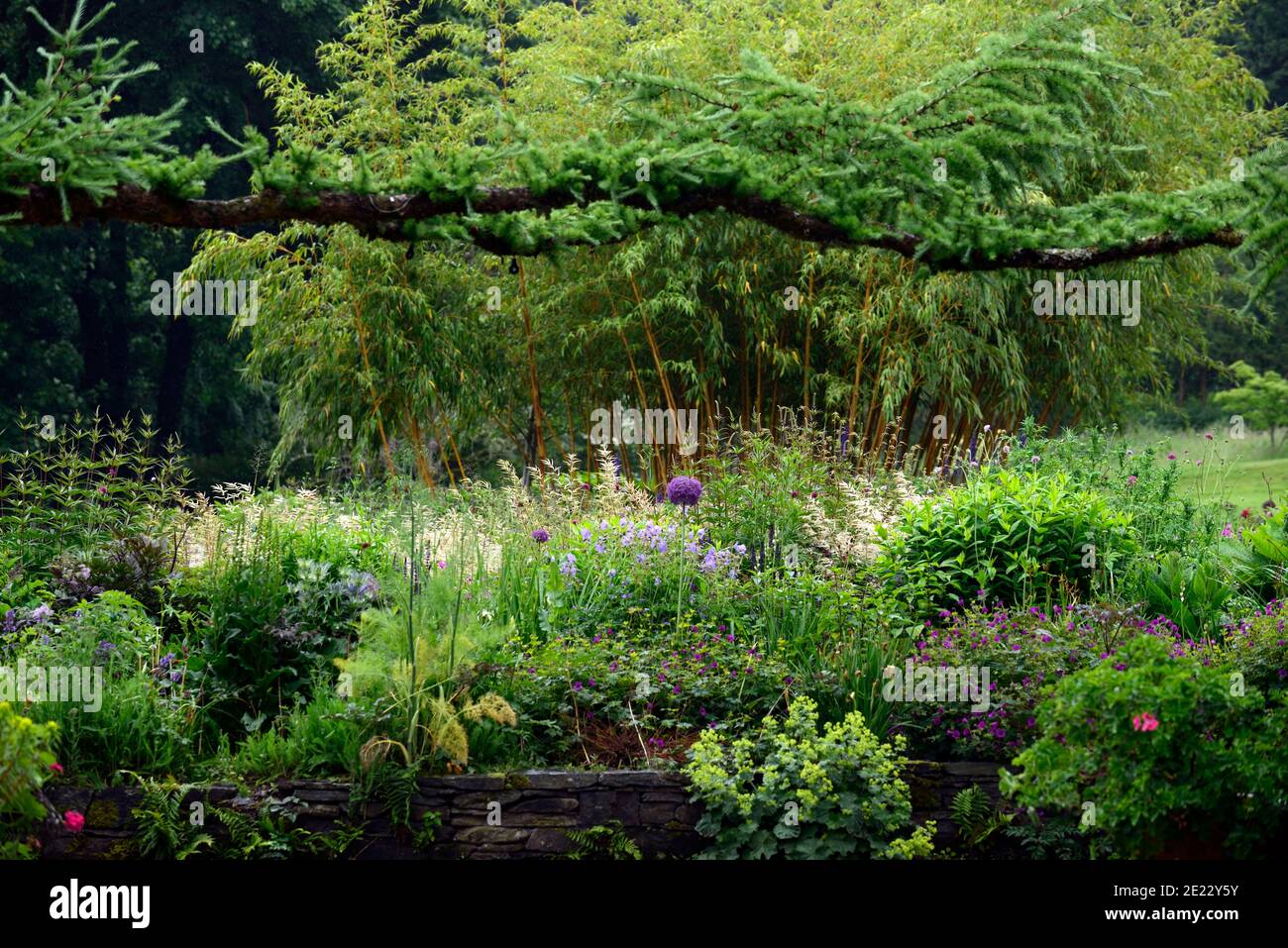 Veronicastrum,Aruncus dioicus,geranium anne thompson,knautia,eryngium,allium globemaster,fiori blu e viola,bordo viola blu,misto impianto sch Foto Stock