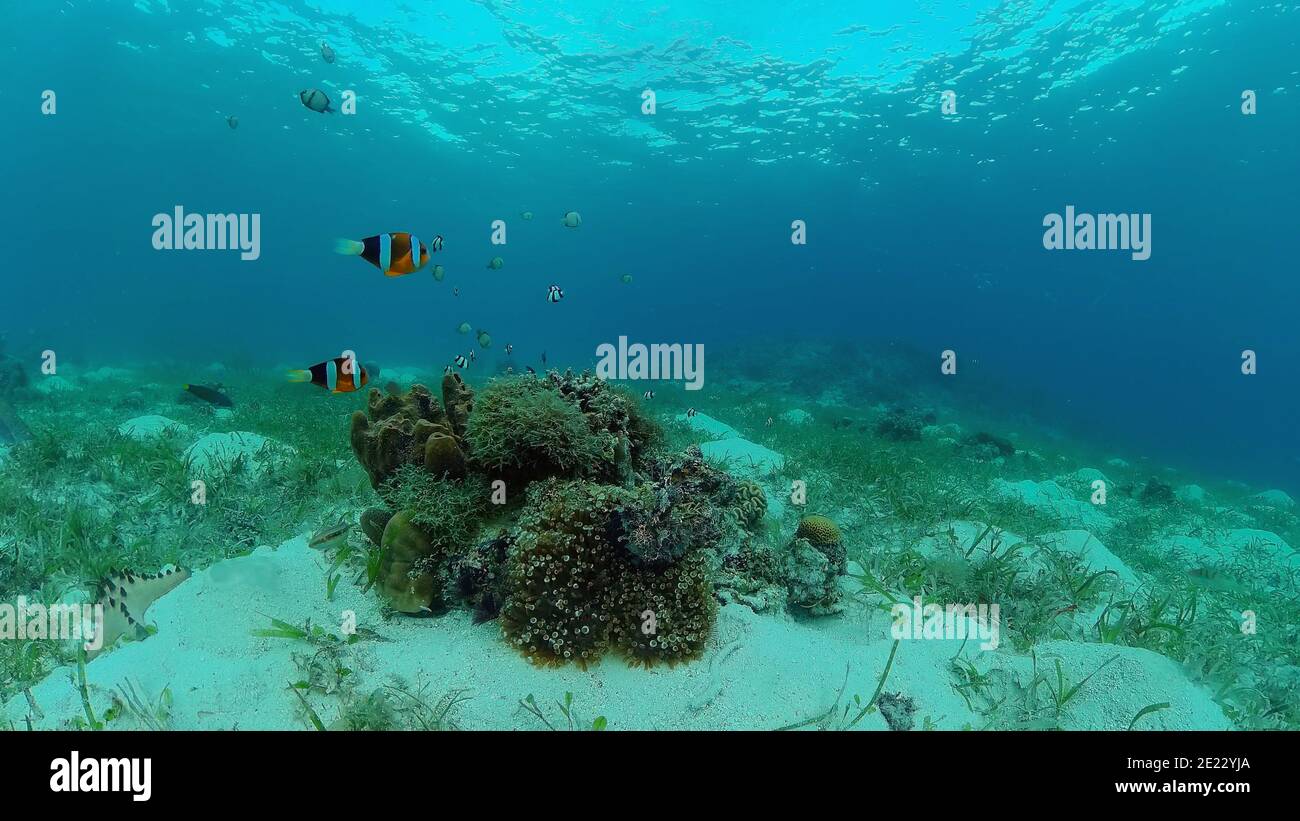 Pesci tropicali colorati sott'acqua. Meravigliosi e bei pesci colorati sott'acqua e coralli nella barriera corallina tropicale. Filippine. Foto Stock