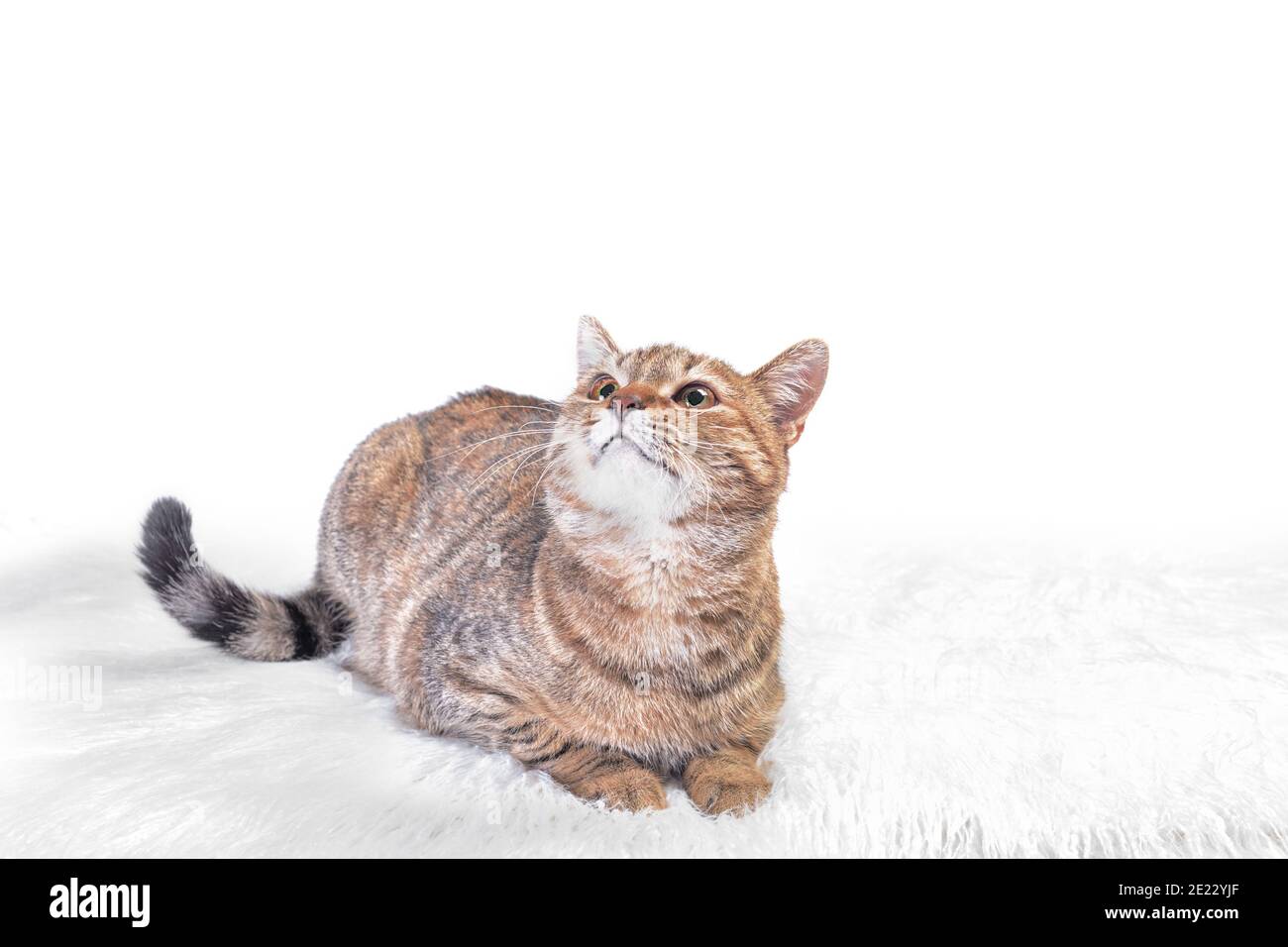 marrone gatto tabby giace su un tappeto di pelliccia soffice su uno sfondo bianco e guarda in alto Foto Stock