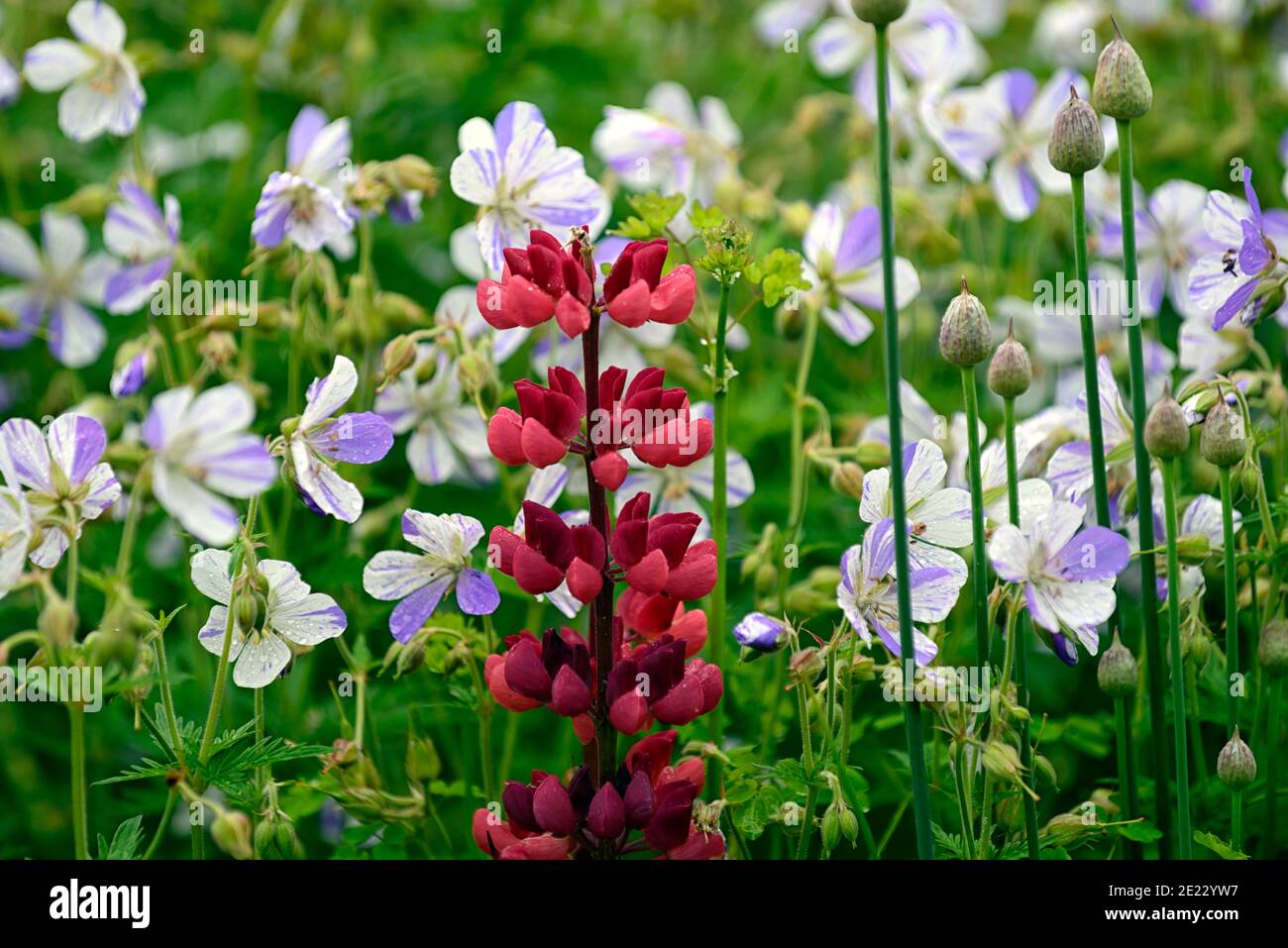 Lupinus Gallery Red,spruzzi di geranio, lupini e gerani,fiori rossi bianchi blu,fiore,fioritura,misto Schema di piantagione, RM Floral Foto Stock