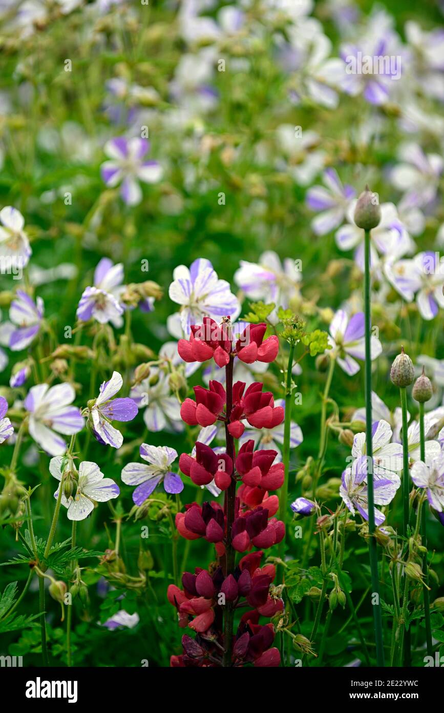 Lupinus Gallery Red,spruzzi di geranio, lupini e gerani,fiori rossi bianchi blu,fiore,fioritura,misto Schema di piantagione, RM Floral Foto Stock